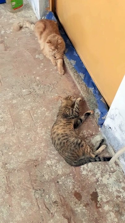 Funny Cat joking with friend