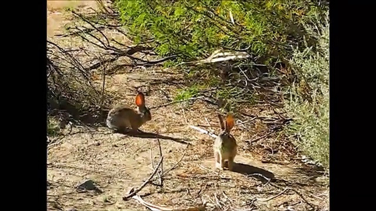 Top 10 Fastest Animals in the World- Fastest Runners in the Animal Kingdom - Fre