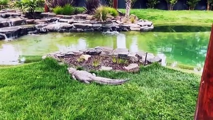 Nature is so Beautiful _ Animals_ Nature_