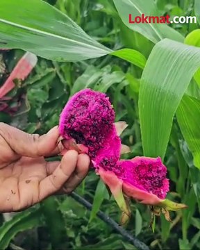 स्ट्रॉबेरी, सफरचंद या पाठोपाठ आता सातपुड्यात ड्रॅगन फ्रुटची शेती