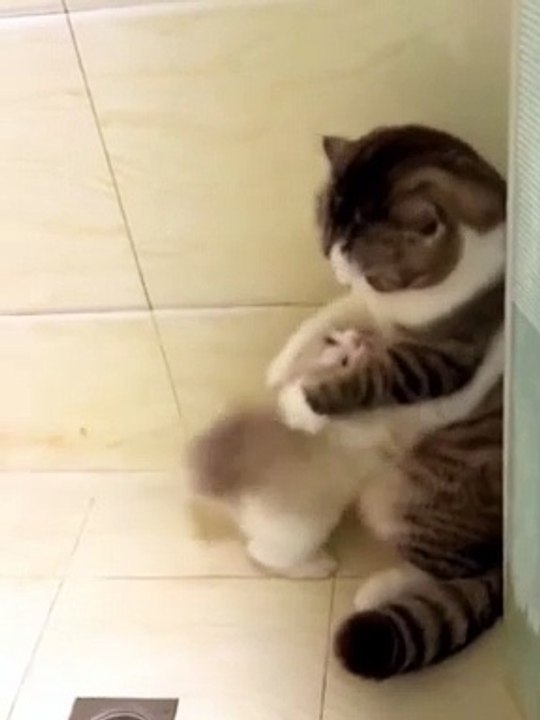 Cats video ❤️