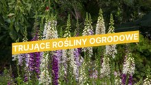 Trujące rośliny ogrodowe