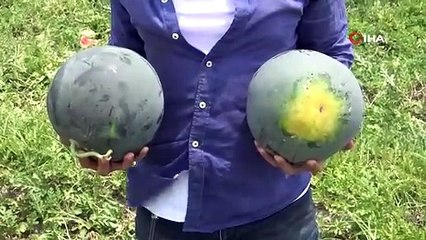 Adana'da Hasadı Başladı, TIR'larla Sevk Ediliyor: Tarlada Kilosu 11 TL!