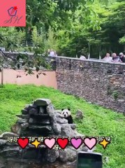 Panda is playing in the zoo