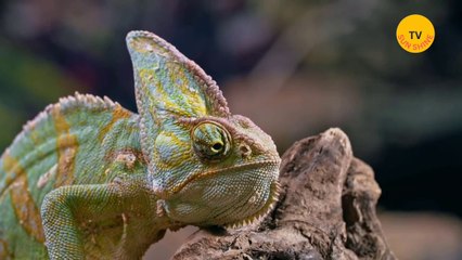 What is a lizard and how poisonous is it.