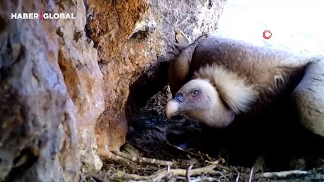 Kızıl akbaba yavrusunun görüntüleri fotokapana yansıdı: "Bir anne kuş hikayesi. Besledi, büyüttü, yuvadan uçurdu"