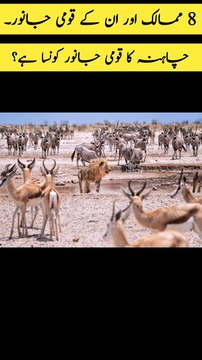 National Animals Of Eight Countries