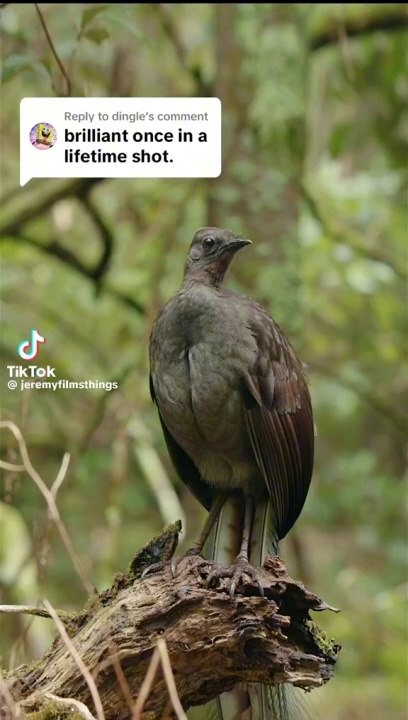 Beautiful birds voice