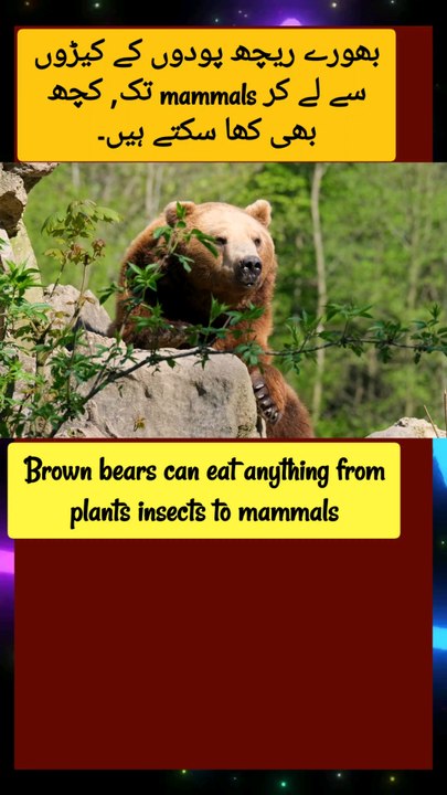 facts about bears | Urdu facts | english facts | animal lovers