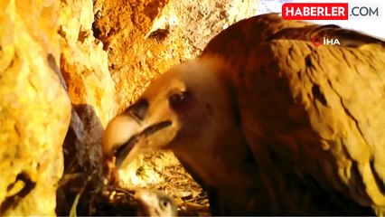 Kızıl akbaba yavrusunun uçuş öyküsü fotokapana yansıdı
