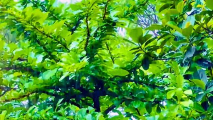 Chuyện tình cô lái đò bến Hạ - Tác giả Hoàng Thi Thơ