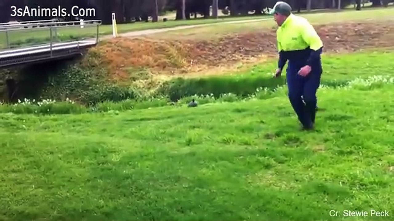 Funny Different Animals Chasing and Scaring People 2020