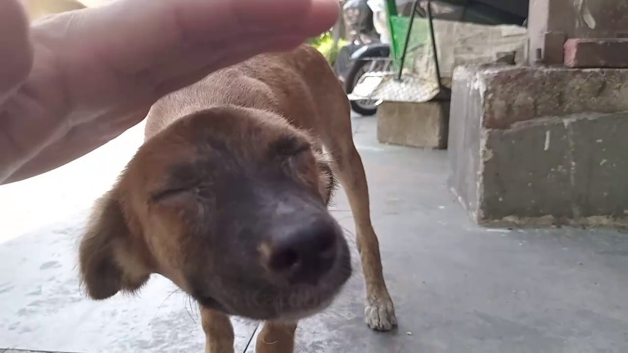 BRACE yourself   with Dogs FRIEND..     meow cats purr dog cat videos