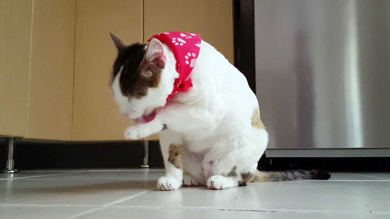 Funny Cat Video
