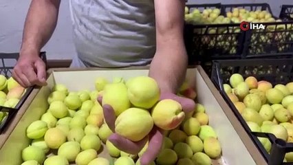 Kars'ta yetişiyor, tüm dünyaya gidiyor... Yağmurların besledi, hasat başladı