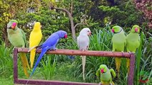 Parrots talking