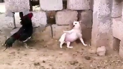 Aseel_Murga_fight__rooster_fight_#viral_#aseelmurgafight_#trending#dog_#roosterfight(240p)