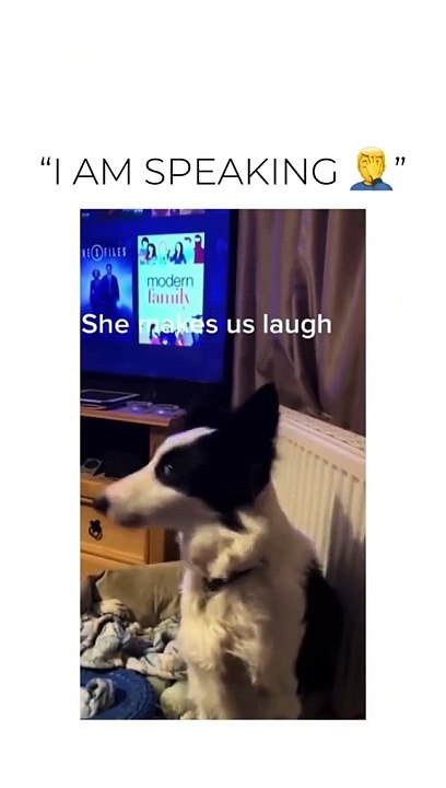 Funny and cute dogs compilation