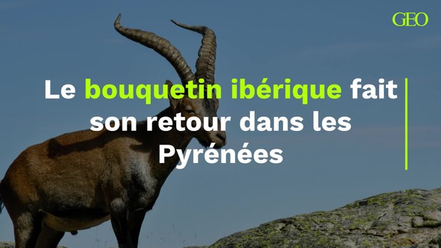 Le bouquetin ibérique fait son retour dans les Pyrénées
