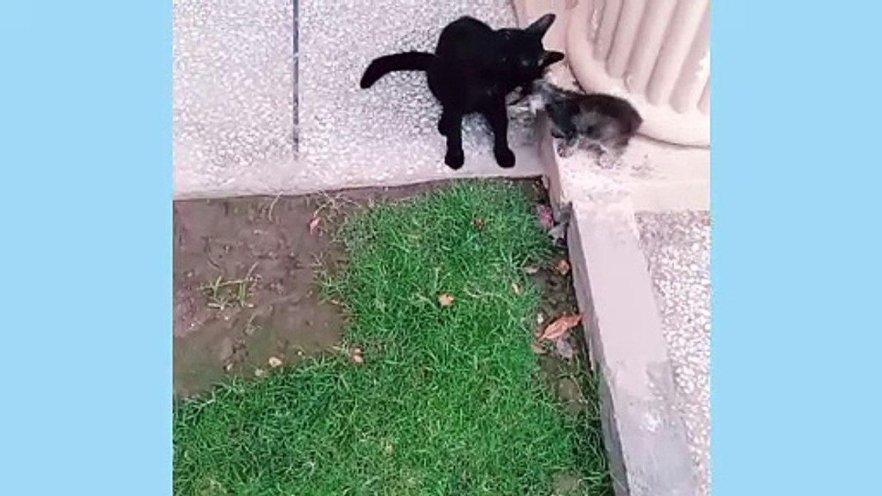 Bunty playing with her kitten
