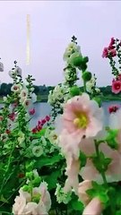 Laugh your way to happiness,laugh,smail,and enjoy,