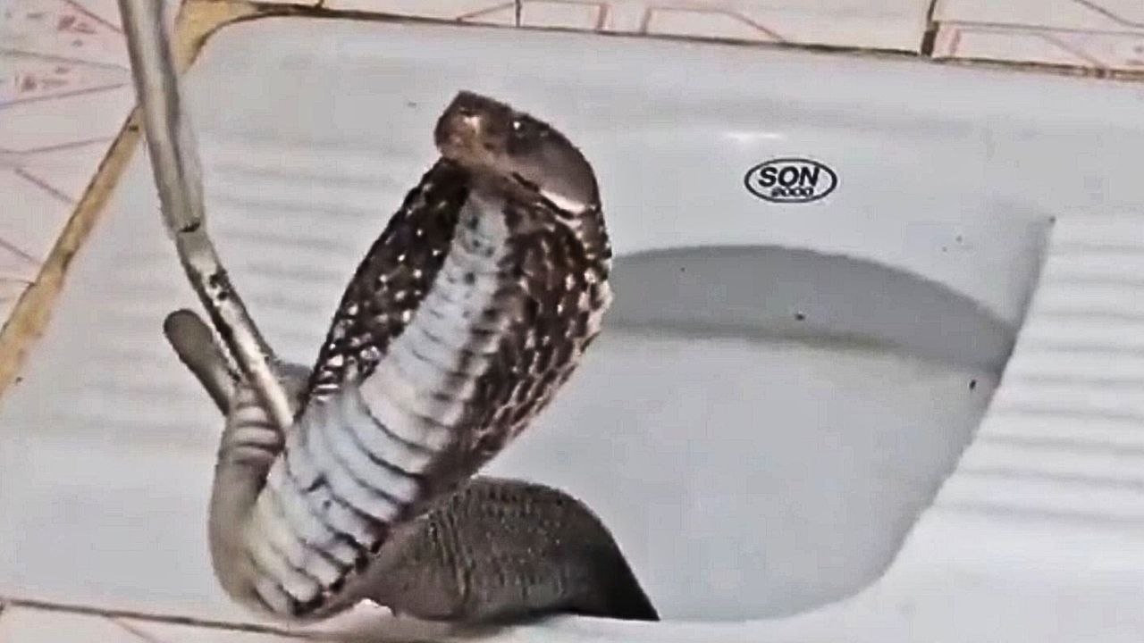 Frau findet tödliche Königskobra in ihrer Toilette