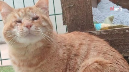 Sauvée d'un appartement insalubre, cette petite chatte malvoyante recherche une famille qui saura la rassurer