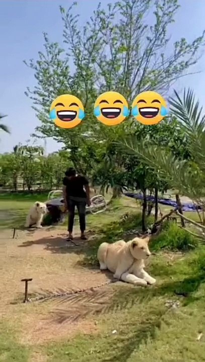 The Lion was scared