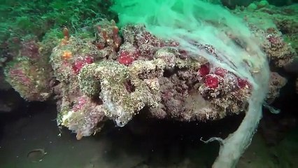 Venezia, mucillagini a sei miglia dalla costa. Le immagini sotto acqua