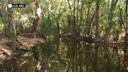 Australien: Verschwundenes Mädchen starb offenbar bei Krokodil-Angriff