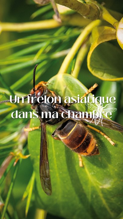 Face au frelon asiatique !
