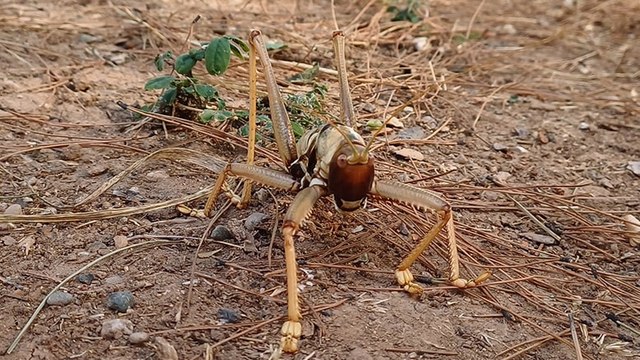 Kent merkezinde etçil çekirge görüldü