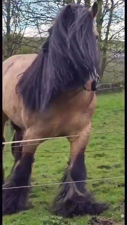 Style horse 