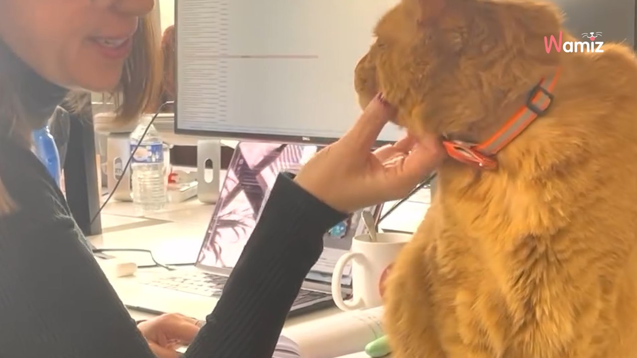 Aujourd’hui, c’est la journée internationale du chien au travail !