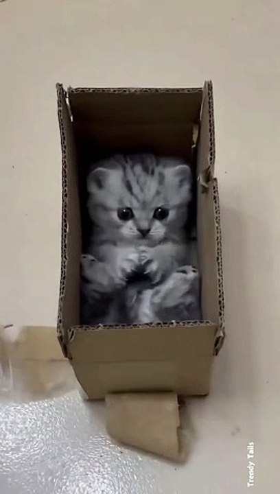 Cat Playing with Box