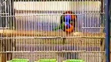 LORIKEET Mating in Cage