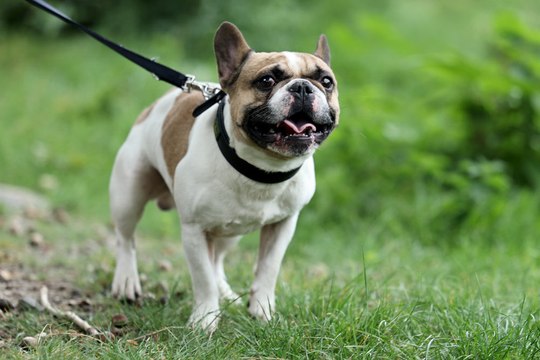 Haustier-Führerschein und Qualzucht-Verbot beschlossen