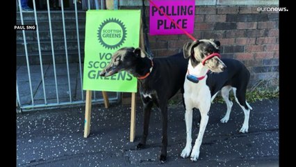 أمام مكاتب التصويت البريطانية ناخبون وكلابٌ أيضا.. مواقع التواصل تحتفي بالحدث