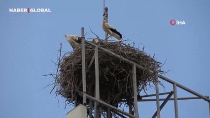10 yıldır vazgeçemediler! 4 leylek her Antalya'ya gelişinde orada konaklıyor