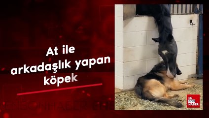 At ile arkadaşlık yapan köpek