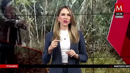 Oaxaca inicia proyecto de reforestación con el árbol 'Pochote' para enfrentar el cambio climático