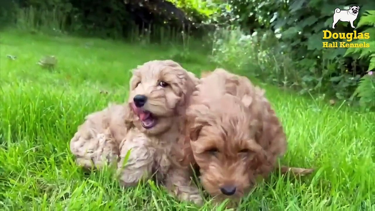 Cockapoo Breeders UK | Douglas Hall Kennels