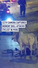 Caught on CCTV: Bull Attacks Cyclist in Peru