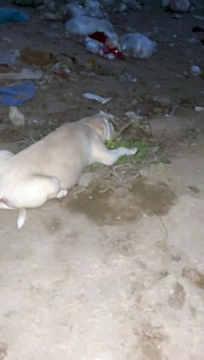 #dogs #wildanimals #wildlife #trending #shortvideo #baby #animals #nature #animals #innocent #streetdogs