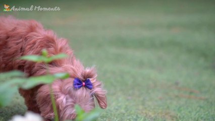 Farm animal colors - Cow, Dog, Rabbit, Sheep, Pig - Animal moments