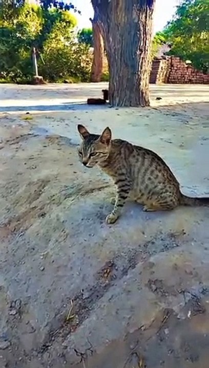Cute_cat__status Rafay chaudhary vlogs_#nature_#animation_#pakistan_#punjab_#zoo_#youtubeshorts_#status(360p)