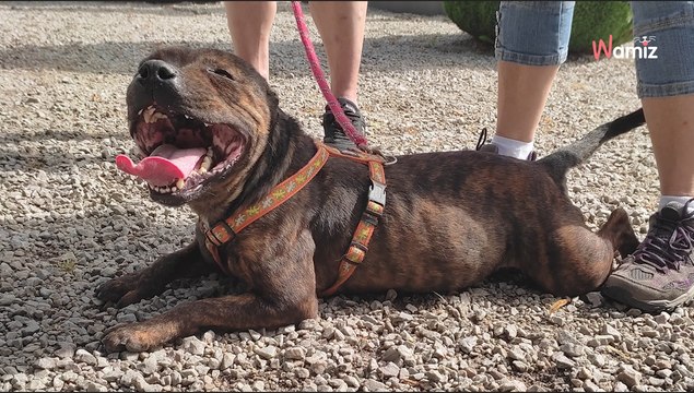 Sauvée in extremis de l'euthanasie en fourrière, cette chienne attend toujours dans un box de refuge