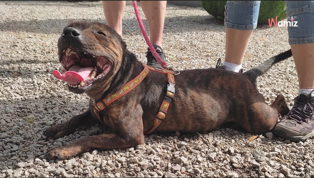 Sauvée in extremis de l'euthanasie en fourrière, cette chienne attend toujours dans un box de refuge
