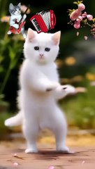 Cat amazing Dan's WOW