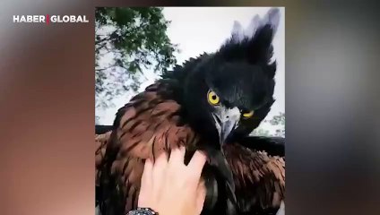 Nesli tükenme tehlikesi altında olan Kestane Kartalı böyle görüntülendi
